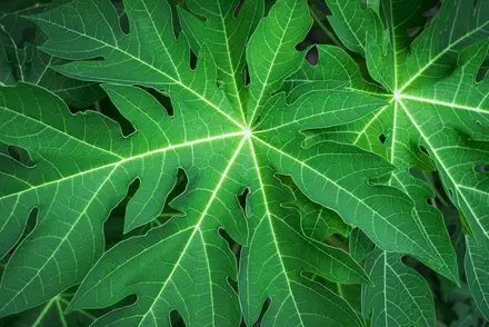 papaya-leaf-juice-benefits-side-effects1754479805